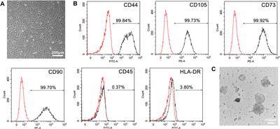 Biomimetic Black Phosphorus Nanosheet-Based Drug Delivery System for Targeted Photothermal-Chemo Cancer Therapy